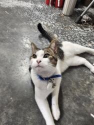Reunited Unknown Cat last seen SW Brandon St and 23rd Ave SW, Seattle, WA 98106