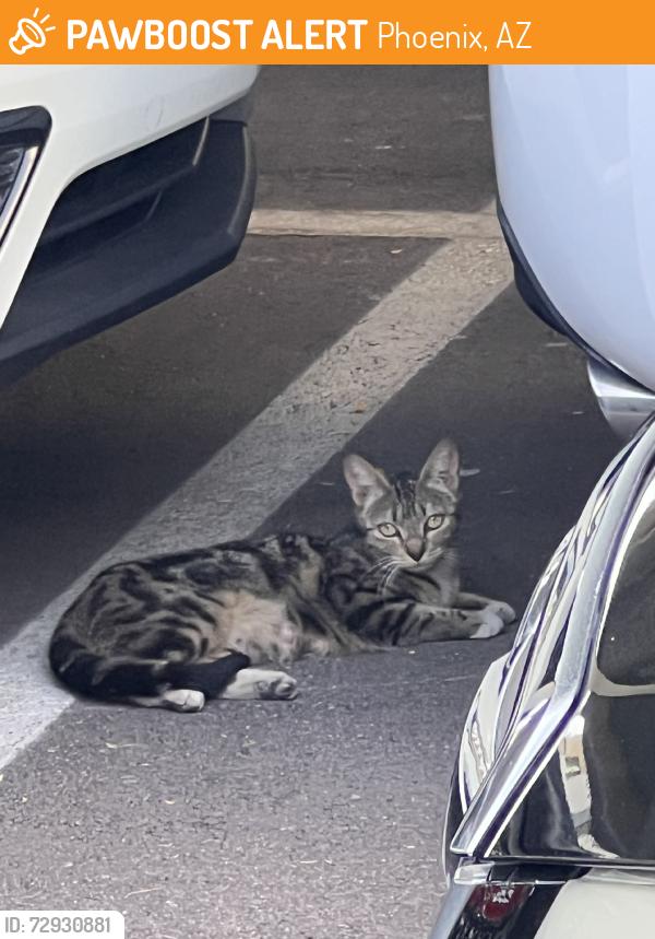Found/Stray Unknown Cat last seen 25th Pl & E Cactus Rd, Phoenix, AZ 85028