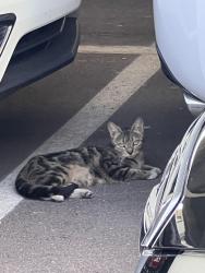 Found/Stray Unknown Cat last seen 25th Pl & E Cactus Rd, Phoenix, AZ 85028