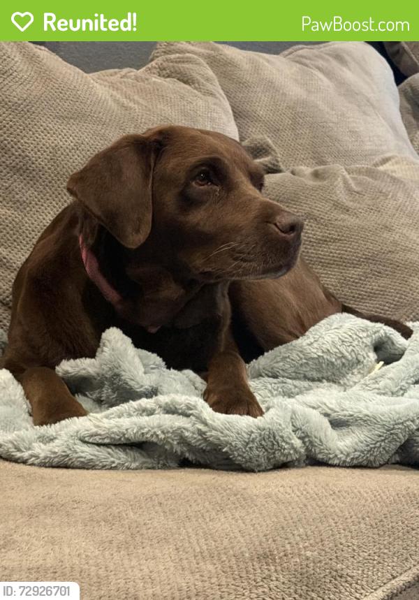 Reunited Female Dog last seen Near Chantry Dr, Moreno Valley, CA 92553, USA, Moreno Valley, CA 92553