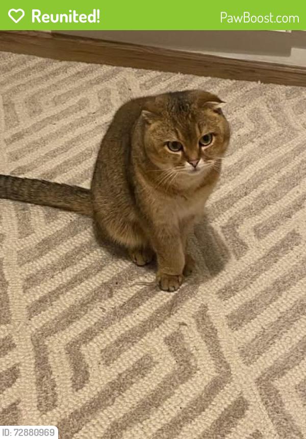 Reunited Male Cat last seen Grizedale Grove, Bingham, England NG13 8SP