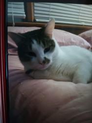 Reunited Male Cat last seen Hartsdale road and princess anne.  In the Kempsville ests neighborhood, Virginia Beach, VA 23462