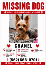 Lost Female Dog last seen Louise st and locust st , Long Beach, CA 90805