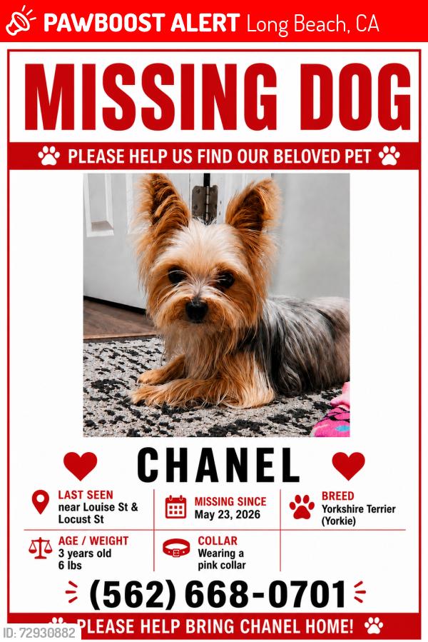 Lost Female Dog last seen Louise st and locust st , Long Beach, CA 90805