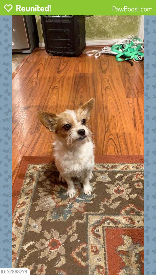 Reunited Male Dog last seen Walter/ Spears , Houston, TX 77014