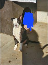 Reunited Female Dog last seen Chestnut ave and Kings canyon, Fresno, CA 93727