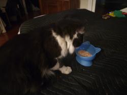 Reunited Male Cat last seen Seaglass cottages by marina bar and grill, North Myrtle Beach, SC 29582