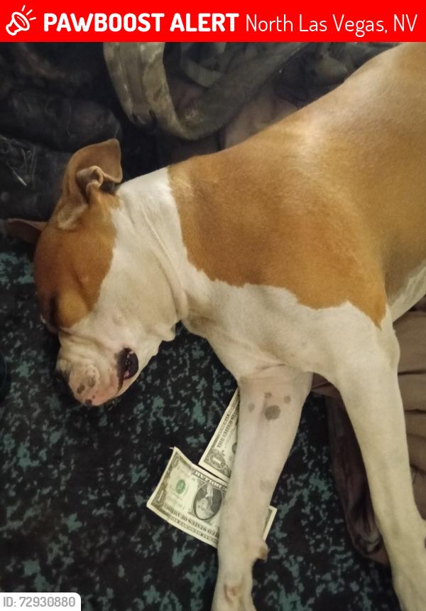 Lost Female Dog last seen Near hwy and lossee rd, North Las Vegas, NV 89086