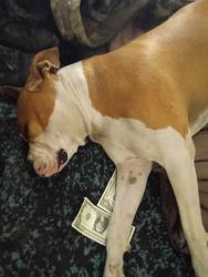 Lost Female Dog last seen Near hwy and lossee rd, North Las Vegas, NV 89086