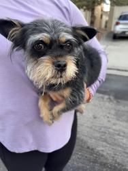 Reunited Male Dog last seen Stanley and Cuba, Albuquerque, NM 87114