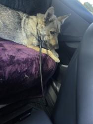 Found/Stray Unknown Dog last seen East Hazelton Ave, Stockton, CA 95202