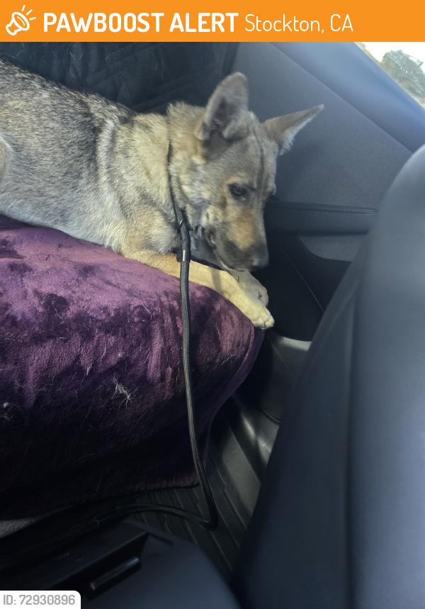 Found/Stray Unknown Dog last seen East Hazelton Ave, Stockton, CA 95202