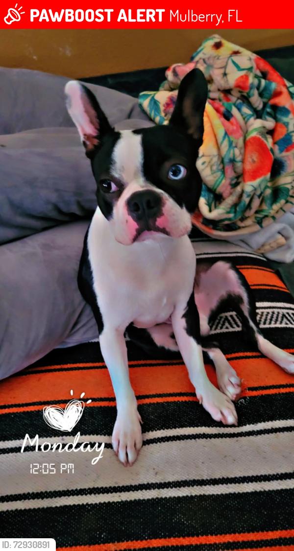 Lost Male Dog last seen Church ave and 5th st Mulberry fla , Mulberry, FL 33860
