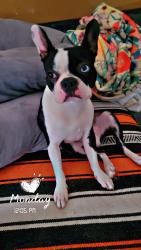 Lost Male Dog last seen Church ave and 5th st Mulberry fla , Mulberry, FL 33860