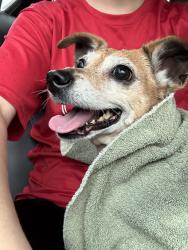 Reunited Unknown Dog last seen Citrus Heights, CA, USA, Citrus Heights, CA 95621