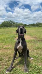 Lost Male Dog last seen Kenagy Rd & Jarratt Rd Atascosa Texas, Atascosa, TX 78002