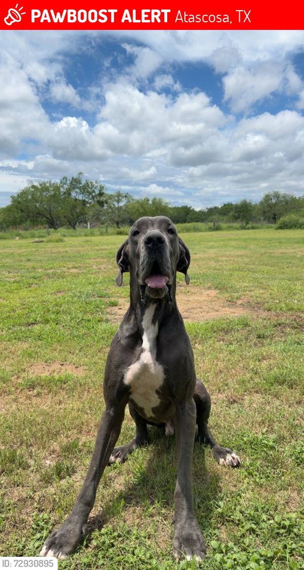 Lost Male Dog last seen Kenagy Rd & Jarratt Rd Atascosa Texas, Atascosa, TX 78002