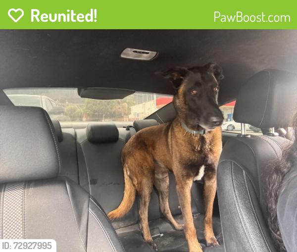 Reunited Male Dog last seen Circle k , Lake Elsinore, CA 92530