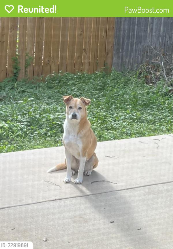 Reunited Female Dog last seen Near Candlenut San Antonio, TX 78245 , San Antonio, TX 78245