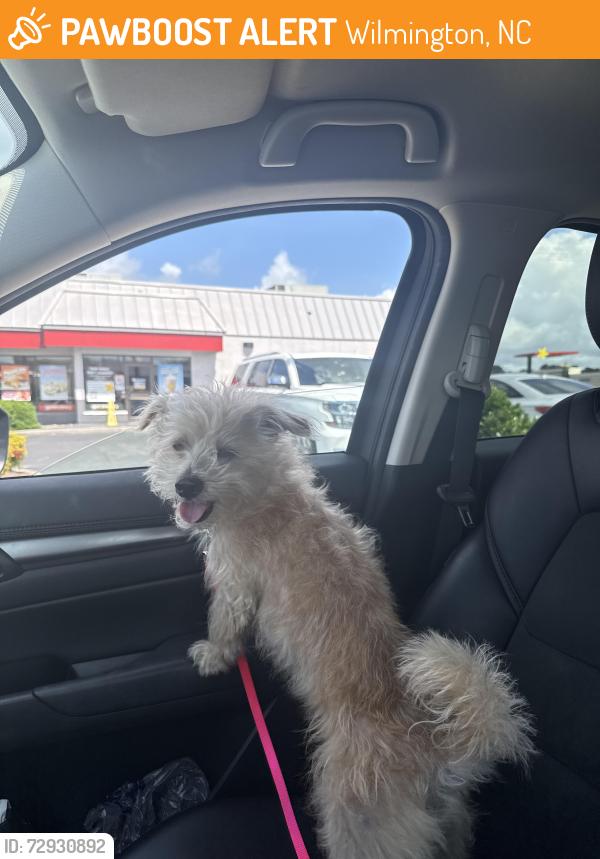Found/Stray Male Dog last seen Found on wrightsville ave in road , Wilmington, NC 28403