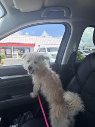 Found/Stray Male Dog last seen Found on wrightsville ave in road , Wilmington, NC 28403