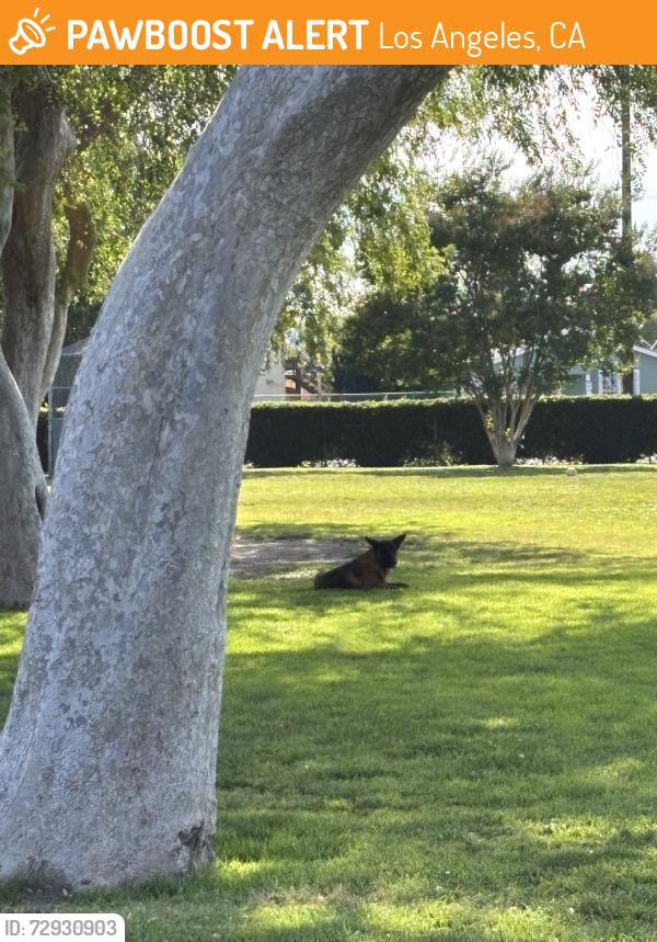 Found/Stray Unknown Dog last seen They were sitting next to the leg machines that are the closest to the Jack in thr Box. I saw her/him at 5pm., Los Angeles, CA 90043