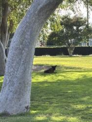 Found/Stray Unknown Dog last seen They were sitting next to the leg machines that are the closest to the Jack in thr Box. I saw her/him at 5pm., Los Angeles, CA 90043