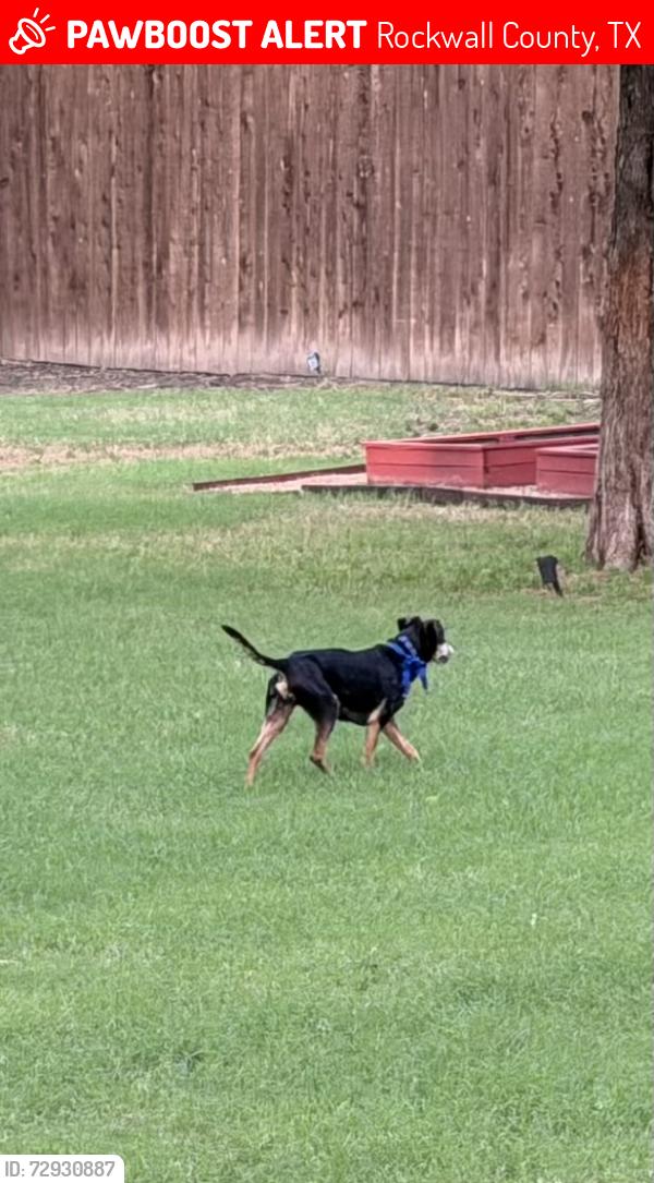 Lost Male Dog last seen Streetman Rd & S Munson Rd, Rockwall County, TX 75189