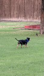 Lost Male Dog last seen Streetman Rd & S Munson Rd, Rockwall County, TX 75189