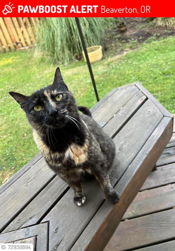 Lost Female Cat last seen SW Emerald St and Turquoise Loop, Beaverton, OR 97007