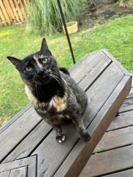 Lost Female Cat last seen SW Emerald St and Turquoise Loop, Beaverton, OR 97007