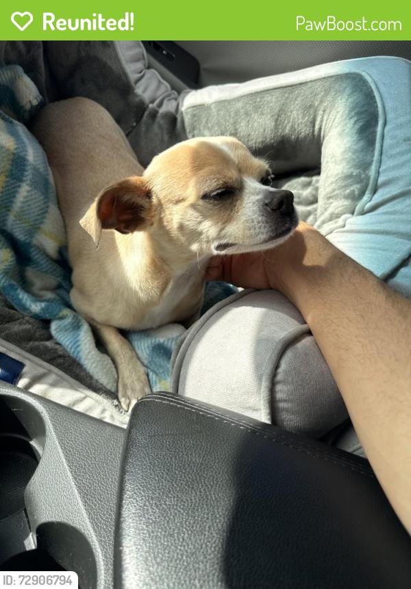 Reunited Female Dog last seen Ives dairy near intersection of 441 by the Oubkix, Miami-Dade County, FL 33179