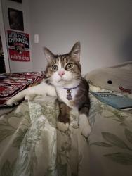 Lost Female Cat last seen hirsch and campbell, Chicago, IL 60622