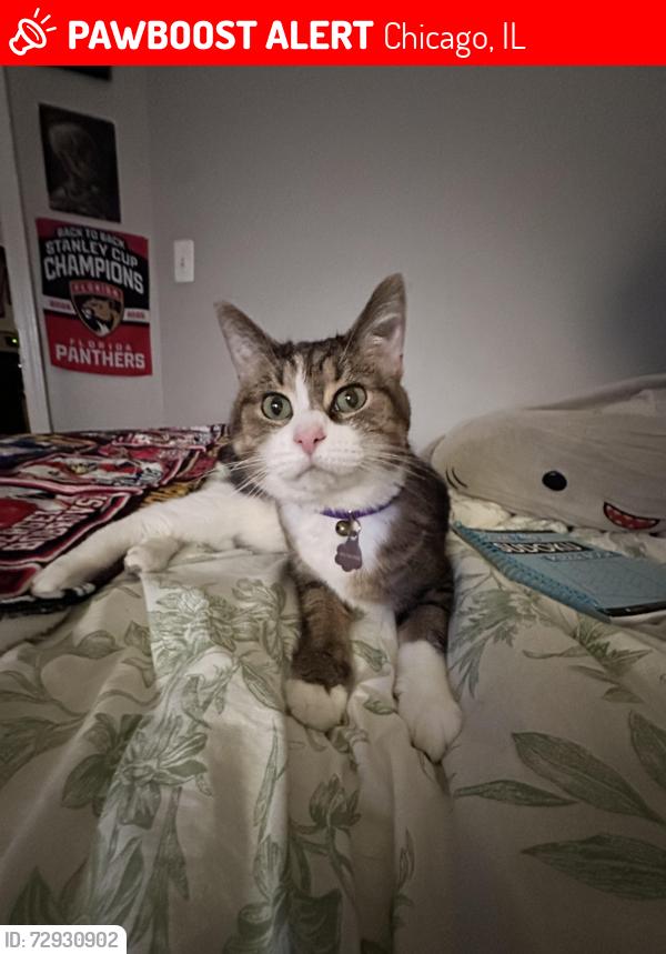 Lost Female Cat last seen hirsch and campbell, Chicago, IL 60622
