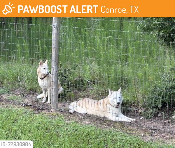 Found/Stray Female Dog last seen Koenig rd , Conroe, TX 77384