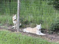 Found/Stray Female Dog last seen Koenig rd , Conroe, TX 77384