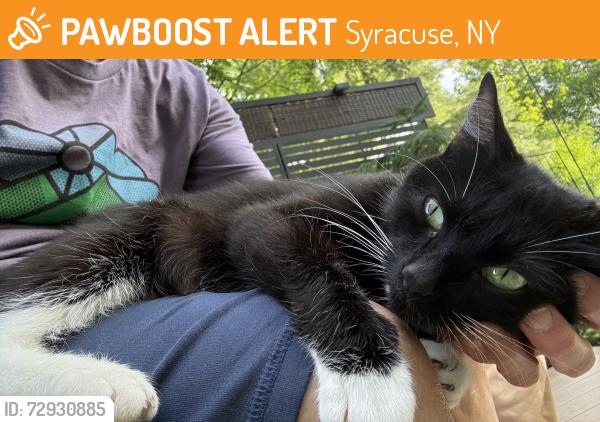 Found/Stray Female Cat last seen E. Genesee St., Nottingham HS, LeMoyne College, Syracuse, NY 13224