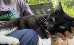 Found/Stray Female Cat last seen E. Genesee St., Nottingham HS, LeMoyne College, Syracuse, NY 13224