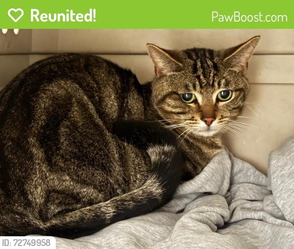 Reunited Male Cat last seen Reed Ave and Lawrence Expy, Sunnyvale, CA 94086