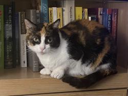 Reunited Female Cat last seen Beach Rd in Grandview, Hampton, VA 23664