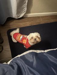 Reunited Male Dog last seen Geneva Ln Plano ,Texa, Plano, TX 75075