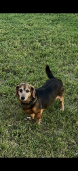 Lost Male Dog last seen At the end of oak hills ct, Wise County, TX 76073