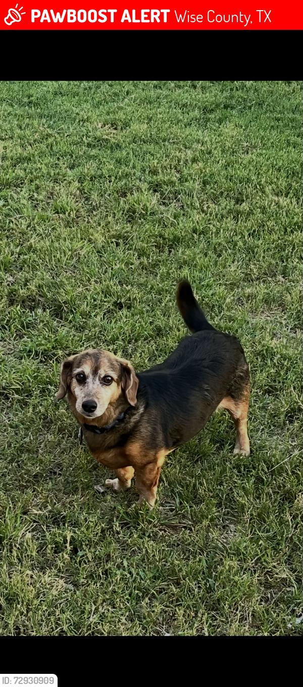 Lost Male Dog last seen At the end of oak hills ct, Wise County, TX 76073