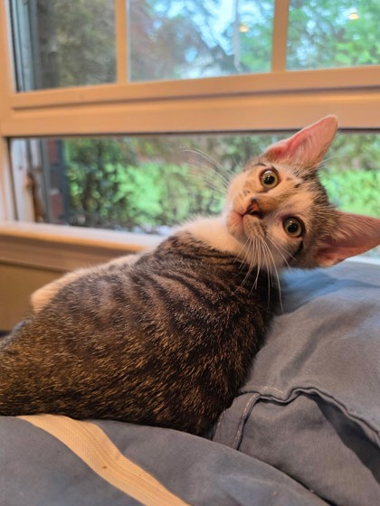 Shelter Stray Male Cat last seen Near Jolly Ave S, Clarkston, GA 30021, 30021, GA, Atlanta, GA 30341