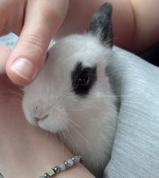 Shelter Stray Male Rabbit last seen Sun Prairie, WI 53590, Madison, WI 53718