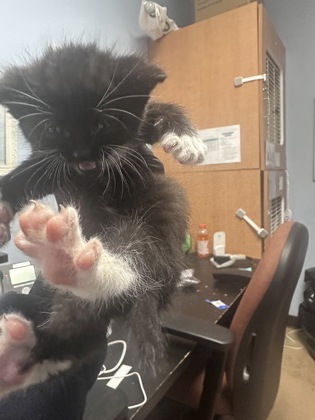 Shelter Stray Male Cat last seen Near Snapfinger Way, Decatur 30035, 30035, GA, Atlanta, GA 30341