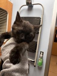 Shelter Stray Female Cat last seen Near Aspen Woods Entry, 30360, GA, Atlanta, GA 30341