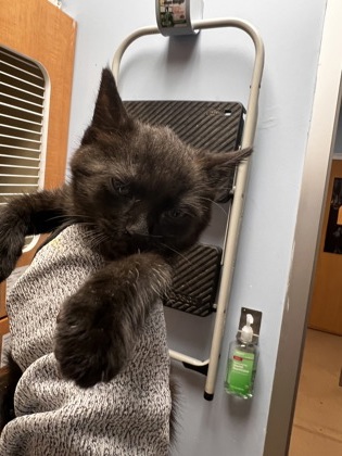 Shelter Stray Female Cat last seen Near Aspen Woods Entry, 30360, GA, Atlanta, GA 30341