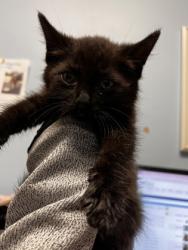 Shelter Stray Male Cat last seen Near Aspen Woods Entry, 30360, GA, Atlanta, GA 30341