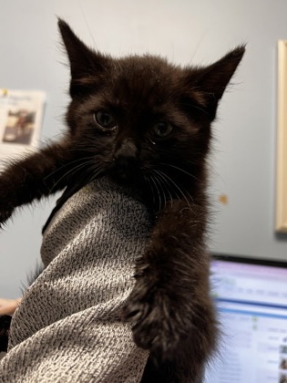 Shelter Stray Male Cat last seen Near Aspen Woods Entry, 30360, GA, Atlanta, GA 30341